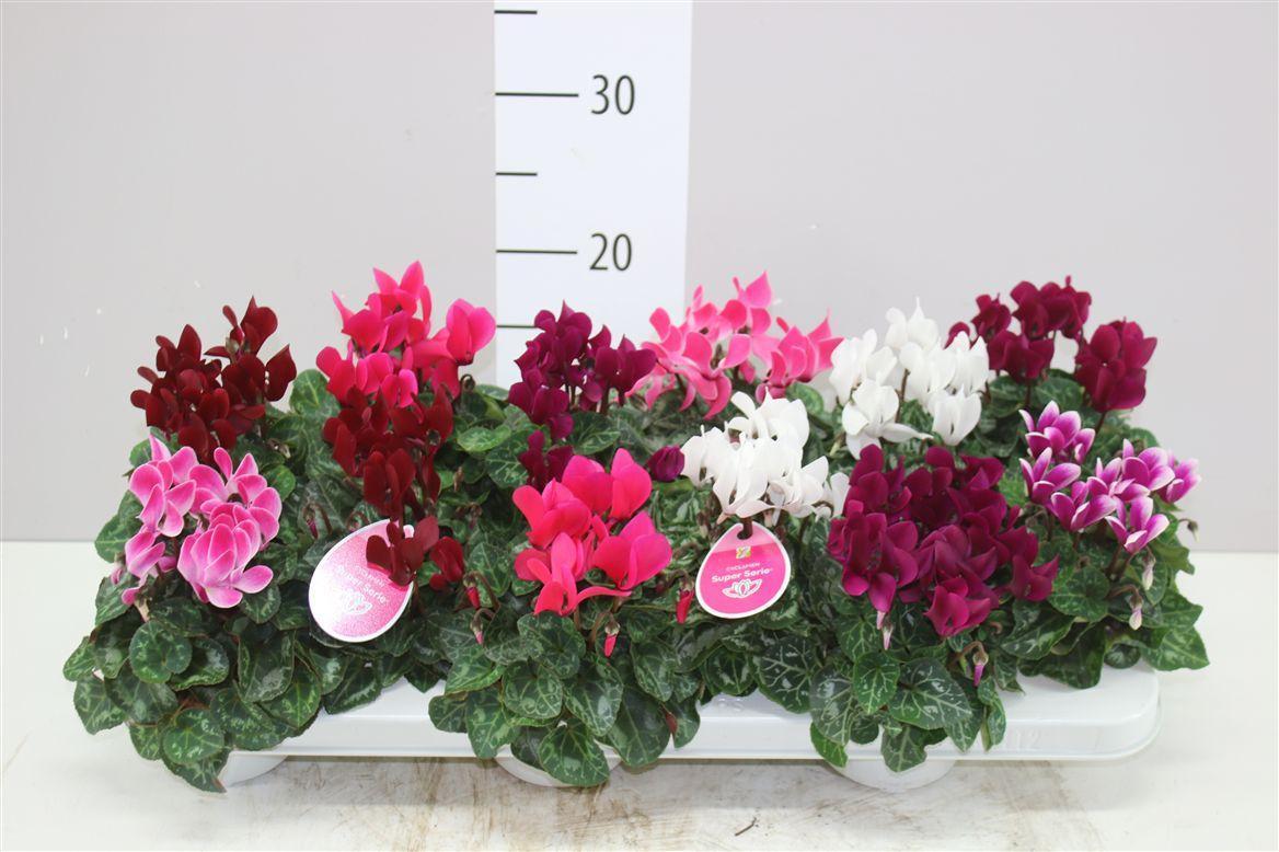 Горшечные цветы и растения оптом Cyclamen Kl S S Verano Gemengd от 12шт (для телеги) из Голландии с доставкой по России