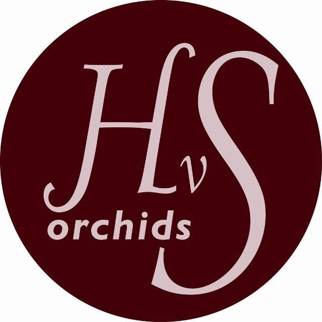 Срезанные цветы оптом Cymbidium white meline от 10шт из Голландии с доставкой по России