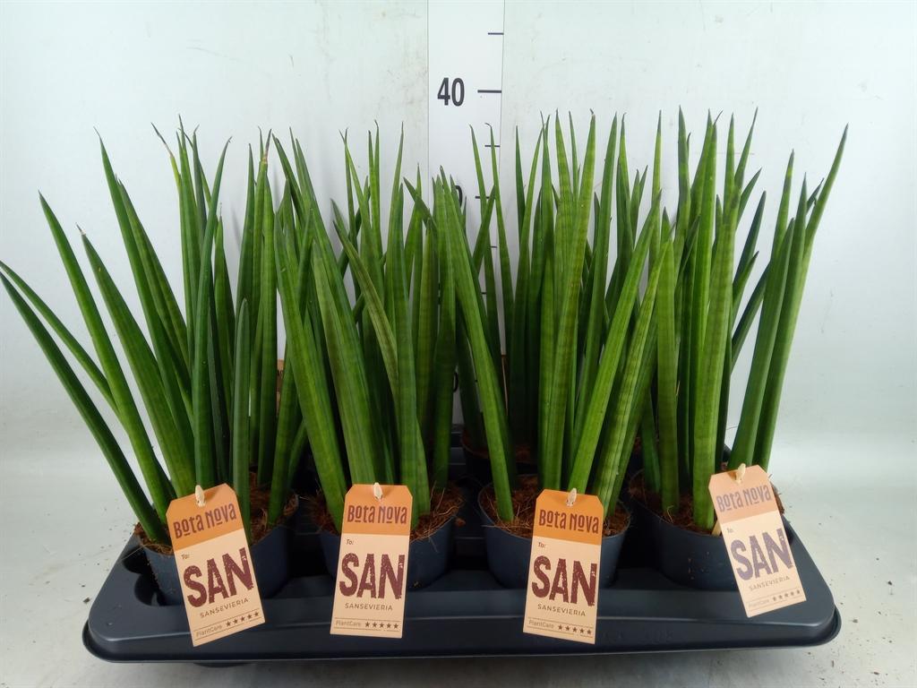 Горшечные цветы и растения оптом Sansevieria Cyl.  ... от 8шт из Голландии с доставкой по России