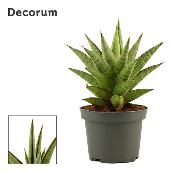 Горшечные цветы и растения оптом Sansevieria Jewel Crown (decorum) от 12шт (для телеги) из Голландии с доставкой по России