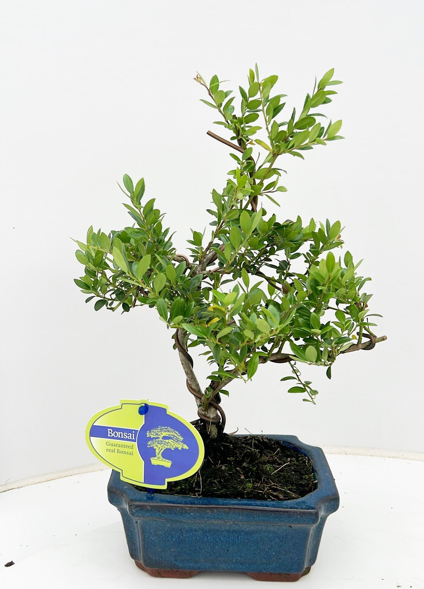 Горшечные цветы и растения оптом Ilex Crenata, 15 Cm Shape, Without Driptray от 8шт из Голландии с доставкой по России