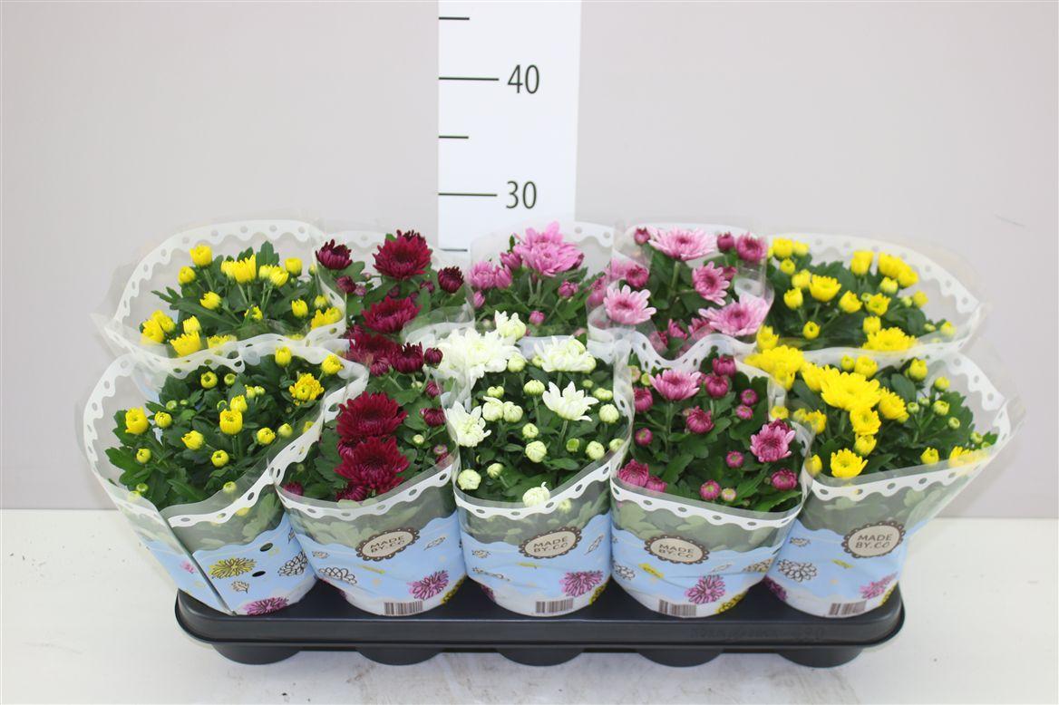 Горшечные цветы и растения оптом Chrysanth Gemengd Gevuld от 10шт из Голландии с доставкой по России