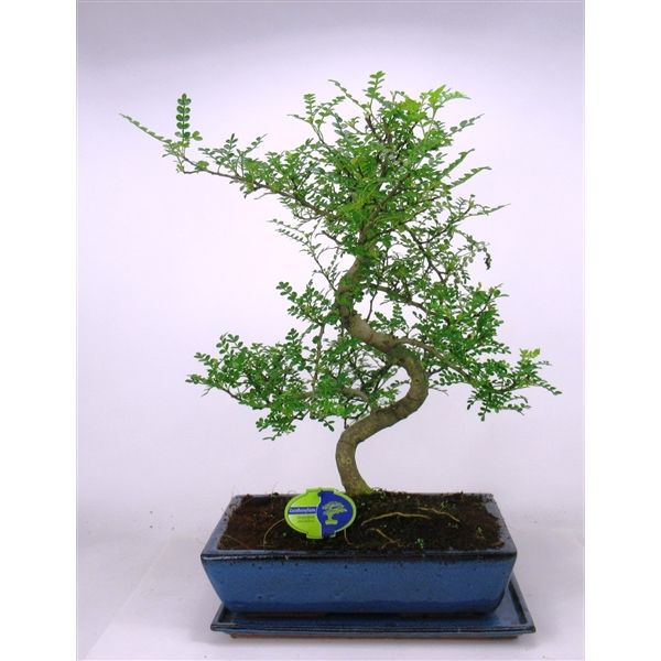 Горшечные цветы и растения оптом Bonsai Zanthoxylum Piperitum, 35 Cm., Shape, With от 1шт из Голландии с доставкой по России