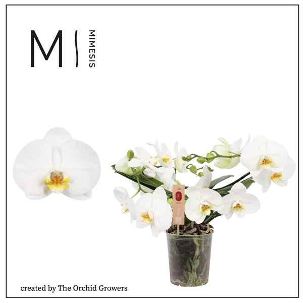 Горшечные цветы и растения оптом Phal 2st Muse White 25+ (orchid Growers) от 3шт из Голландии с доставкой по России