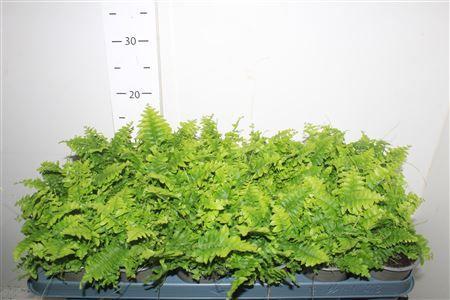 Горшечные цветы и растения оптом Nephr Ex Green Momen от 18шт (для телеги) из Голландии с доставкой по России