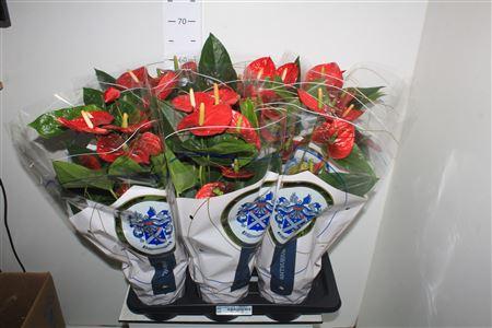 Горшечные цветы и растения оптом Anthu A Jambo Red 6-7 Bloemen+ от 6шт из Голландии с доставкой по России