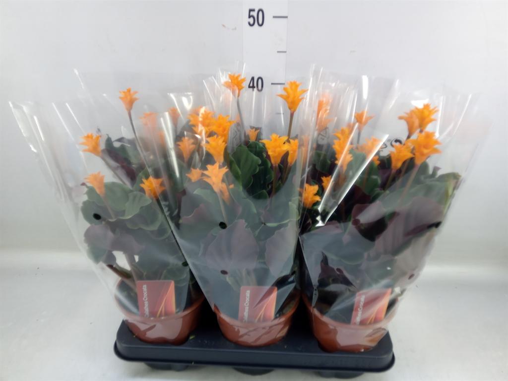 Горшечные цветы и растения оптом Calathea Crocata от 6шт из Голландии с доставкой по России