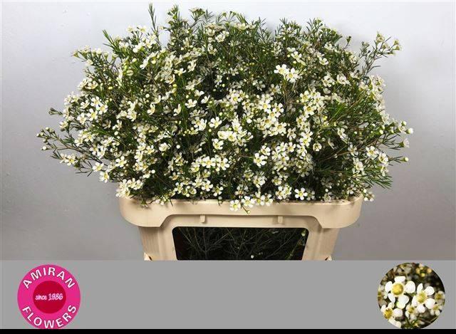 Срезанные цветы оптом Chamelaucium white star от 50шт из Голландии с доставкой по России