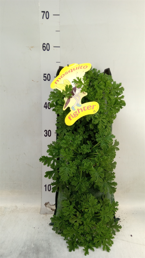 Горшечные цветы и растения оптом Pelargonium Graveolens от 1шт из Голландии с доставкой по России