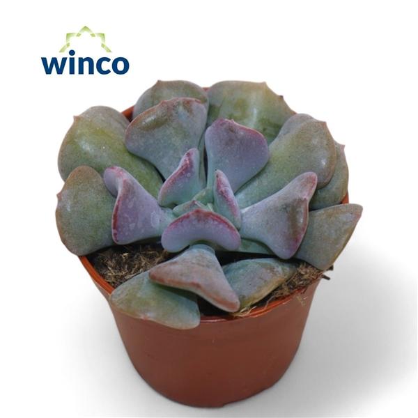 Горшечные цветы и растения оптом Echeveria Cubic Frost от 20шт (для телеги) из Голландии с доставкой по России