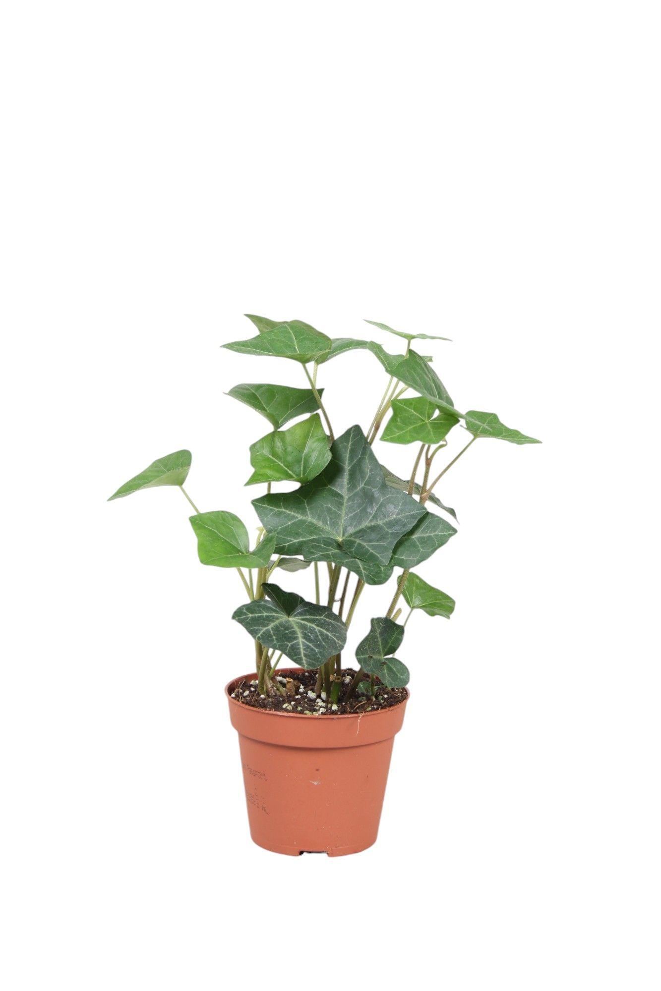 Горшечные цветы и растения оптом Hedera Hibernica от 21шт (для телеги) из Голландии с доставкой по России