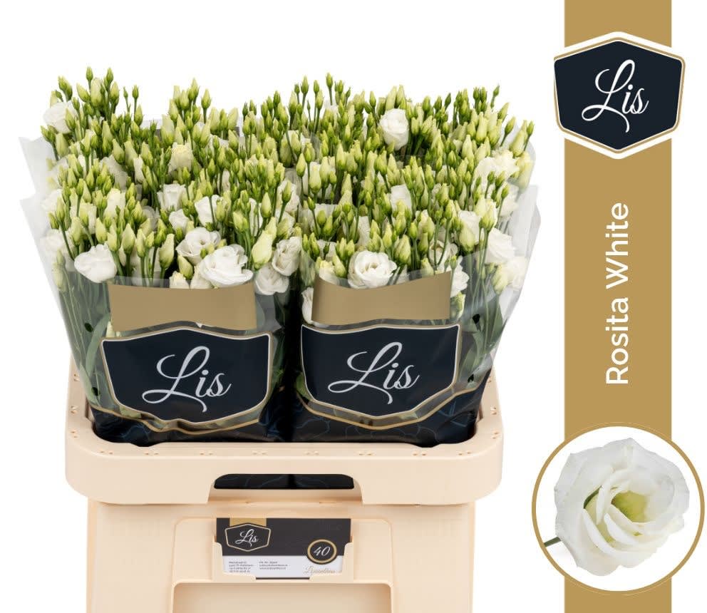 Срезанные цветы оптом Lisianthus do rosita white от 40шт из Голландии с доставкой по России