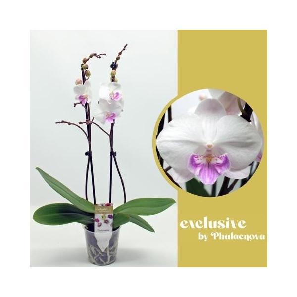 Горшечные цветы и растения оптом Phal 2st Mia 18+ (phalaenova) от 10шт из Голландии с доставкой по России