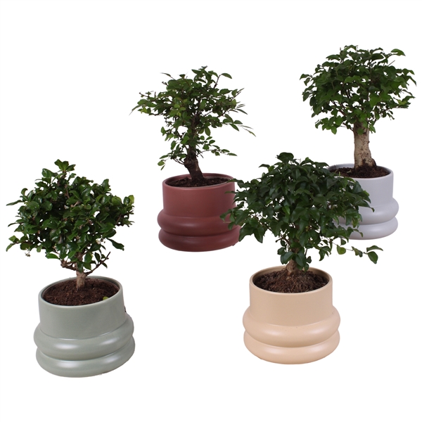 Горшечные цветы и растения оптом Bonsai Indoor Mix Ball Shape Cerami от 5шт из Голландии с доставкой по России