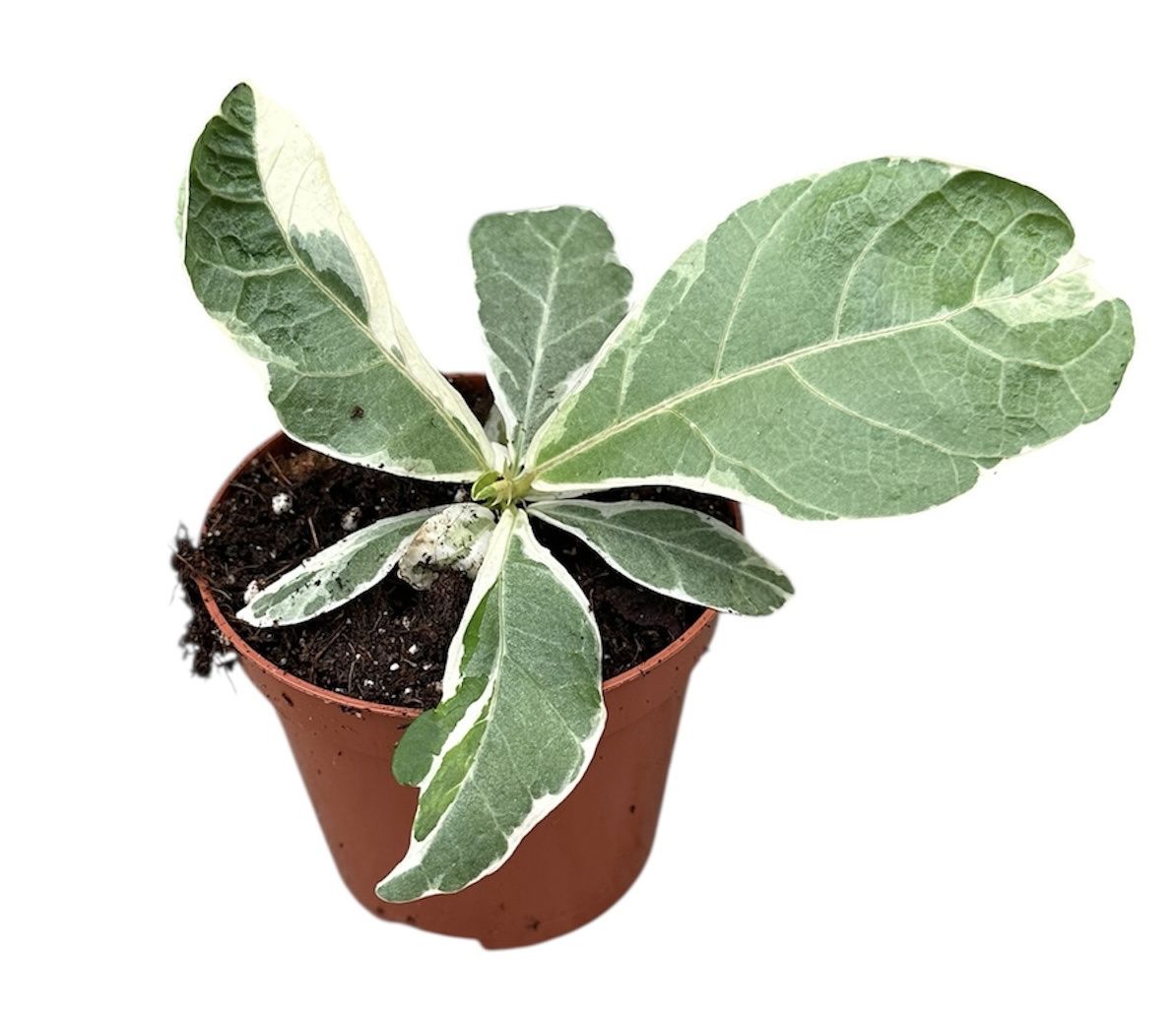 Горшечные цветы и растения оптом Ficus Lyrata Variegata от 1шт (для телеги) из Голландии с доставкой по России
