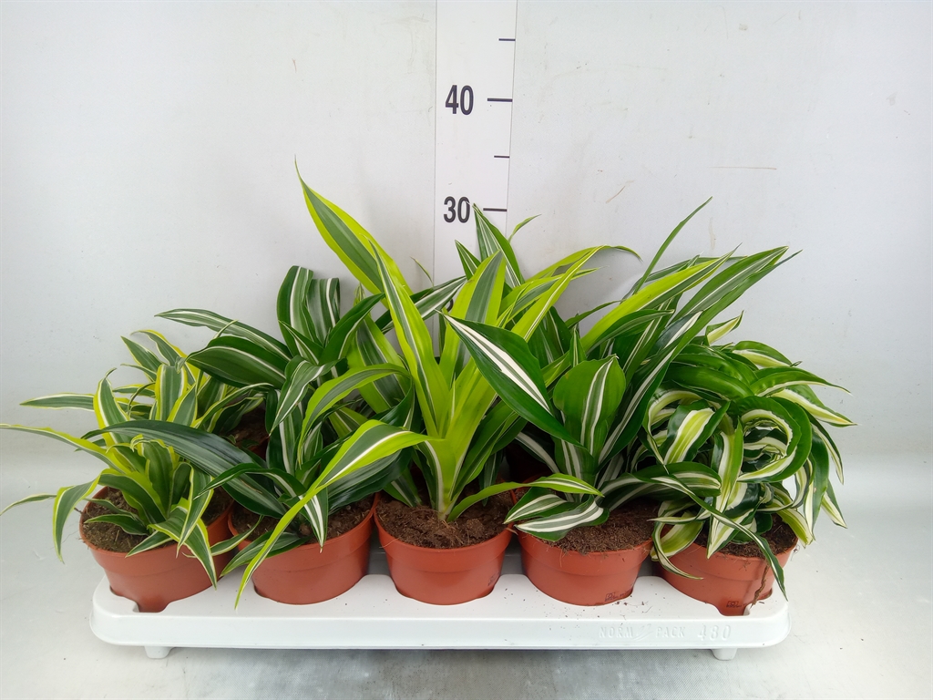Горшечные цветы и растения оптом Dracaena   ...mix от 10шт из Голландии с доставкой по России