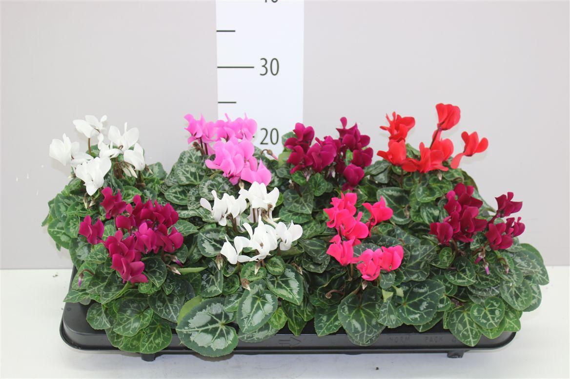 Горшечные цветы и растения оптом Cyclamen Kl Super Carino Gemengd от 8шт (для телеги) из Голландии с доставкой по России
