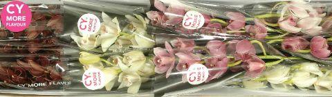 Срезанные цветы оптом Minicymbidium mix mothers day от 10шт из Голландии с доставкой по России