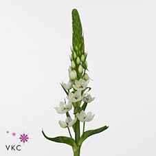 Срезанные цветы оптом Ornithogalum thyr white star от 60шт из Голландии с доставкой по России