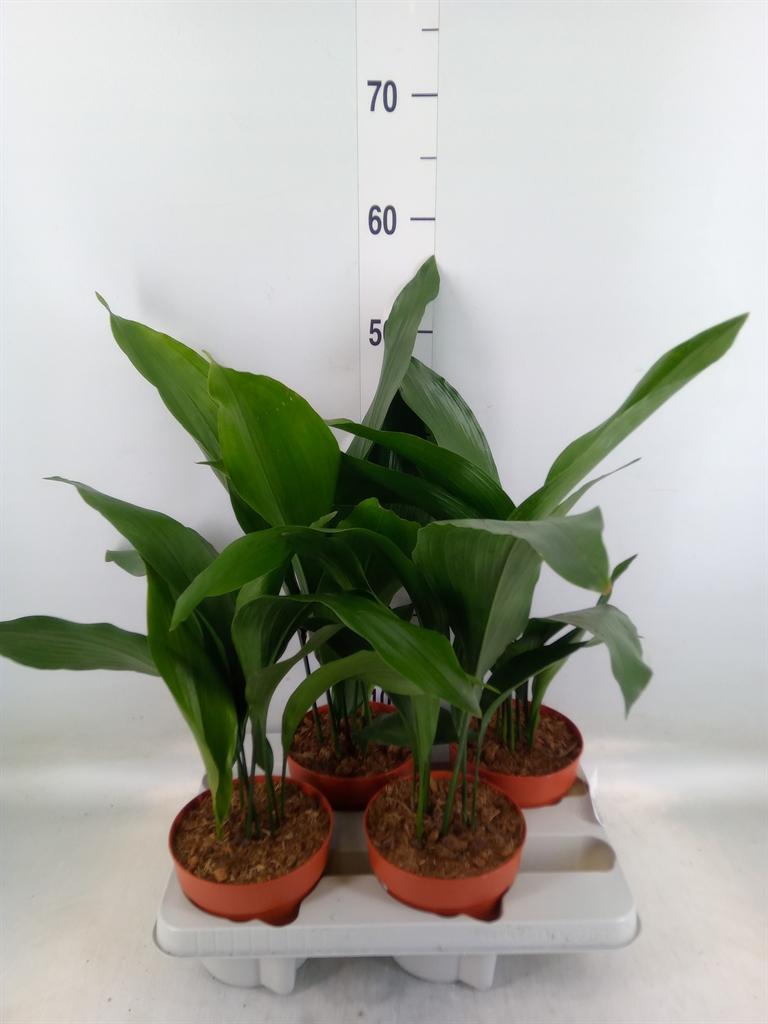 Горшечные цветы и растения оптом Aspidistra Elat. от 4шт из Голландии с доставкой по России
