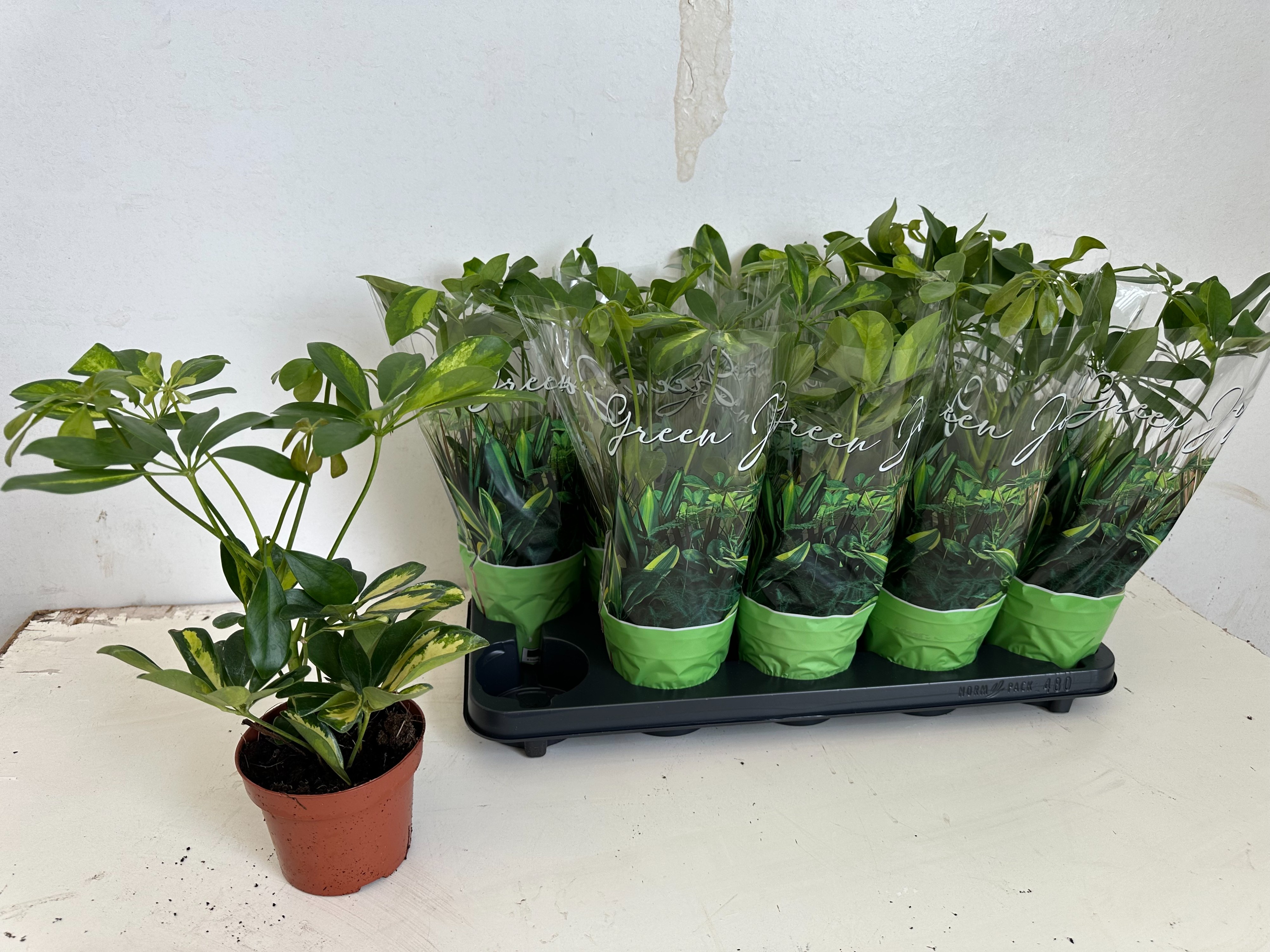 Горшечные цветы и растения оптом Schef Ov от 10шт из Голландии с доставкой по России