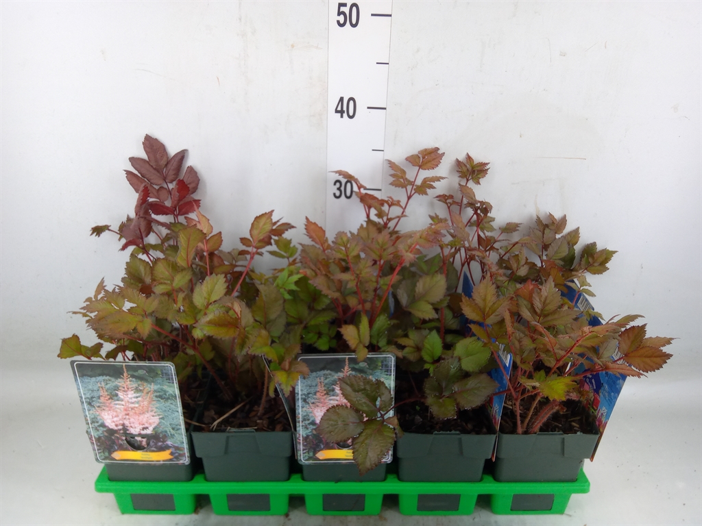 Горшечные цветы и растения оптом Astilbe   ... от 10шт из Голландии с доставкой по России