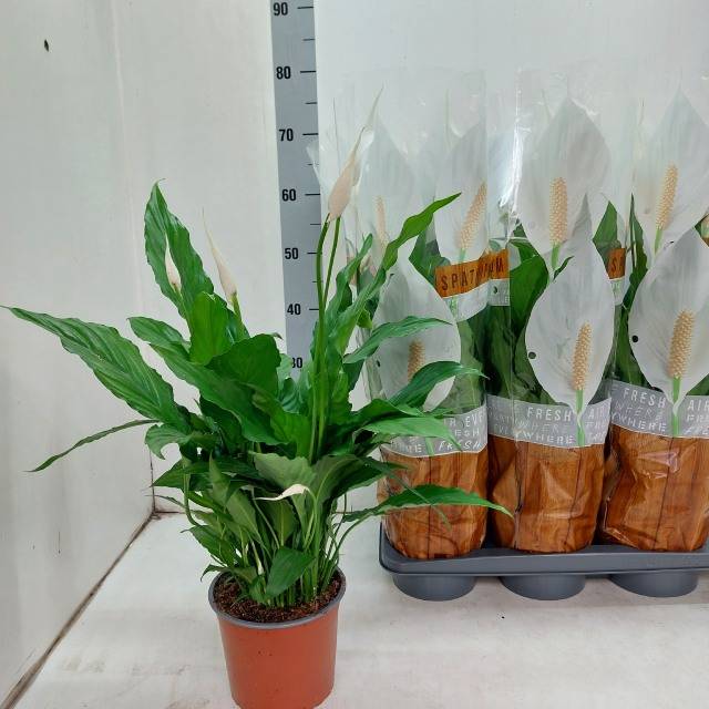 Горшечные цветы и растения оптом Spath Sweet Chico от 6шт из Голландии с доставкой по России