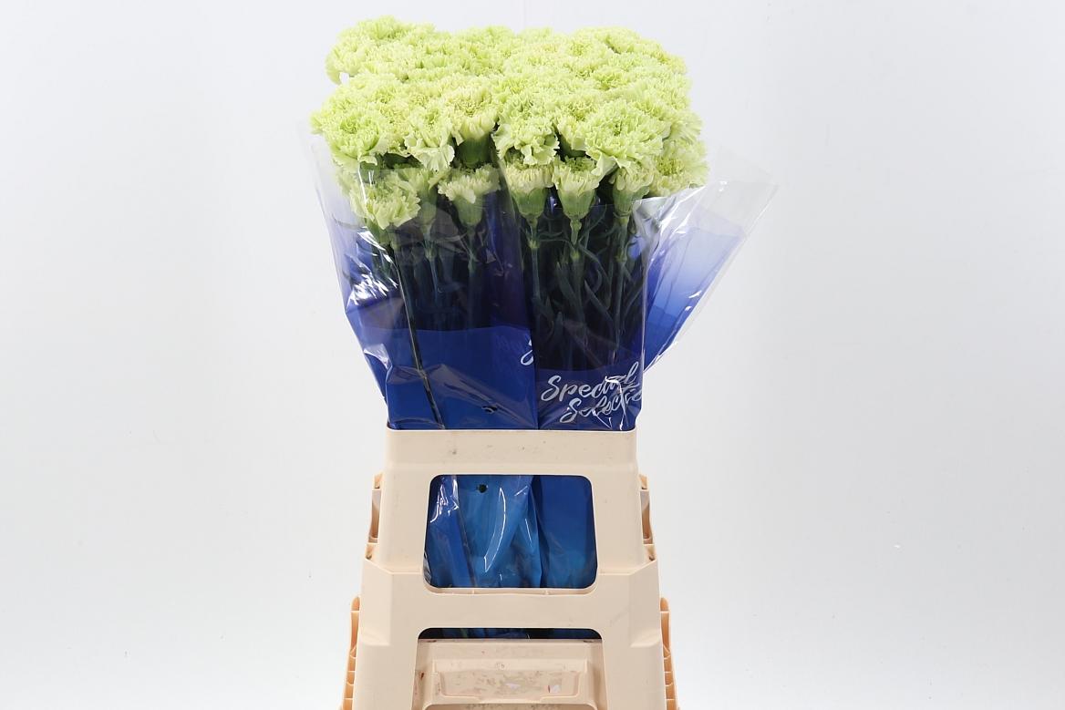 Срезанные цветы оптом Dianthus st goblin от 80шт из Голландии с доставкой по России