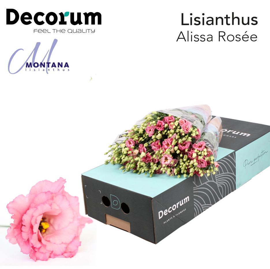 Срезанные цветы оптом Lisianthus do alissa rose pink от 140шт из Голландии с доставкой по России