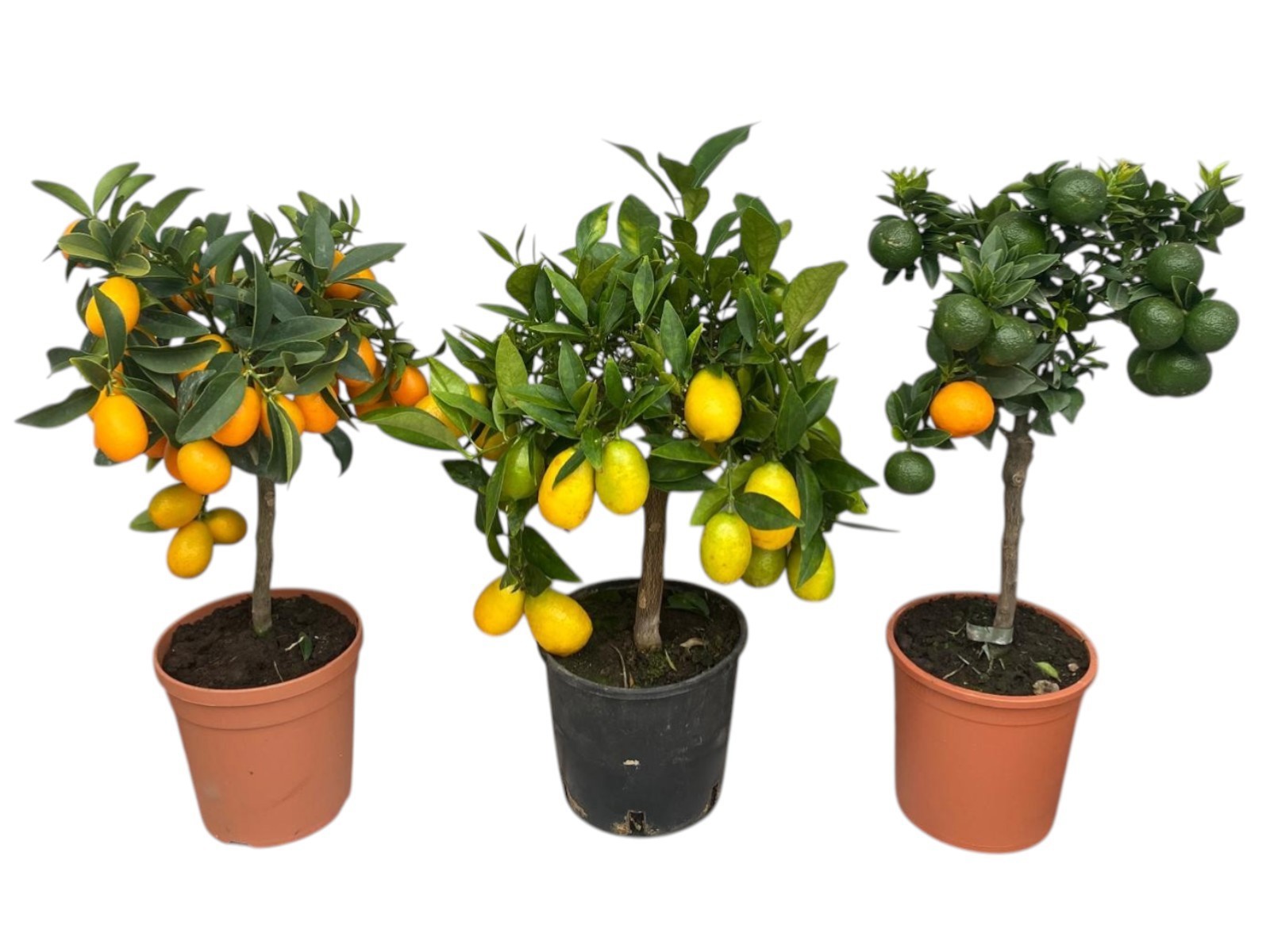 Горшечные цветы и растения оптом Citrus Gemengd In Tray от 6шт (для телеги) из Голландии с доставкой по России