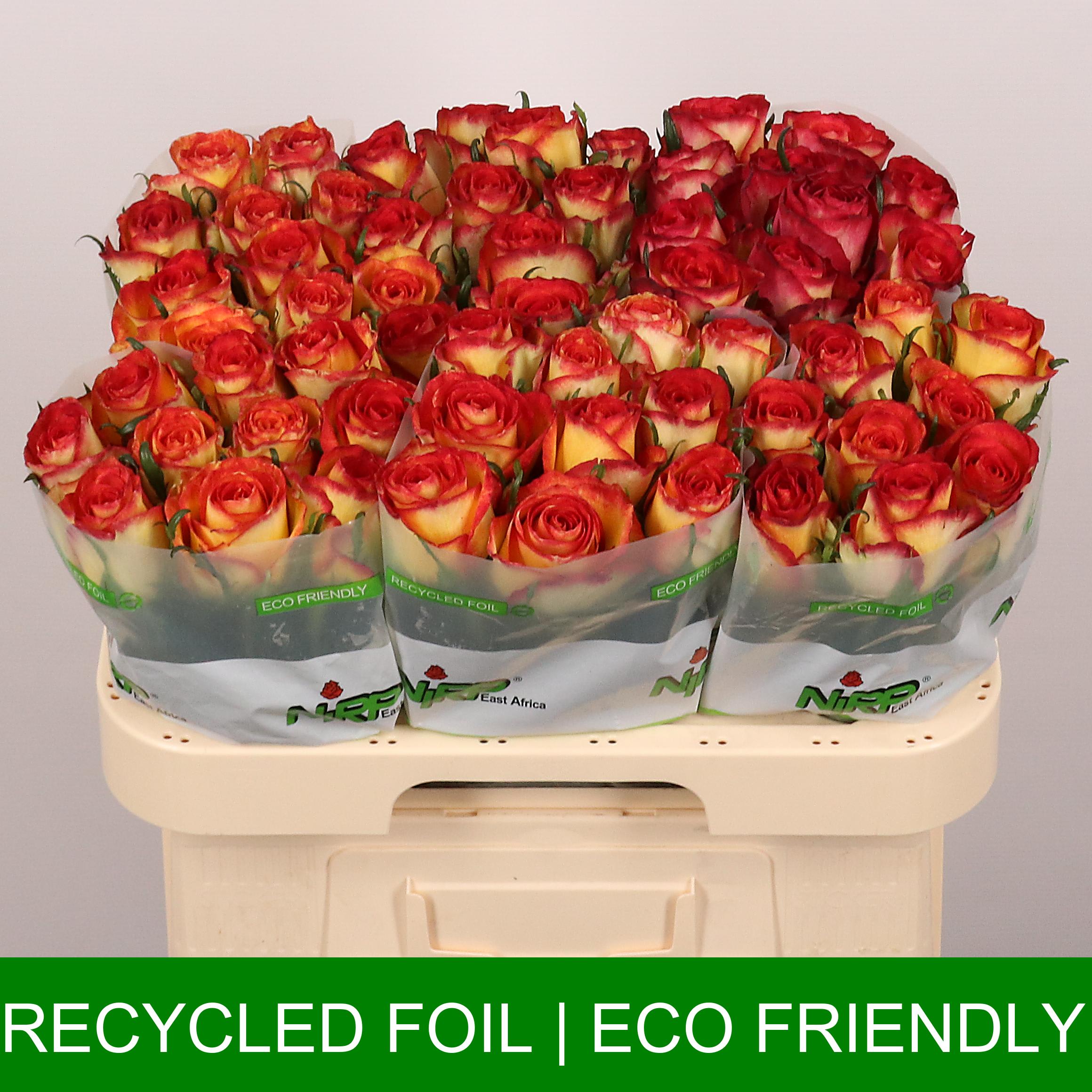 Срезанные цветы оптом Rosa large tiger от 60шт из Голландии с доставкой по России