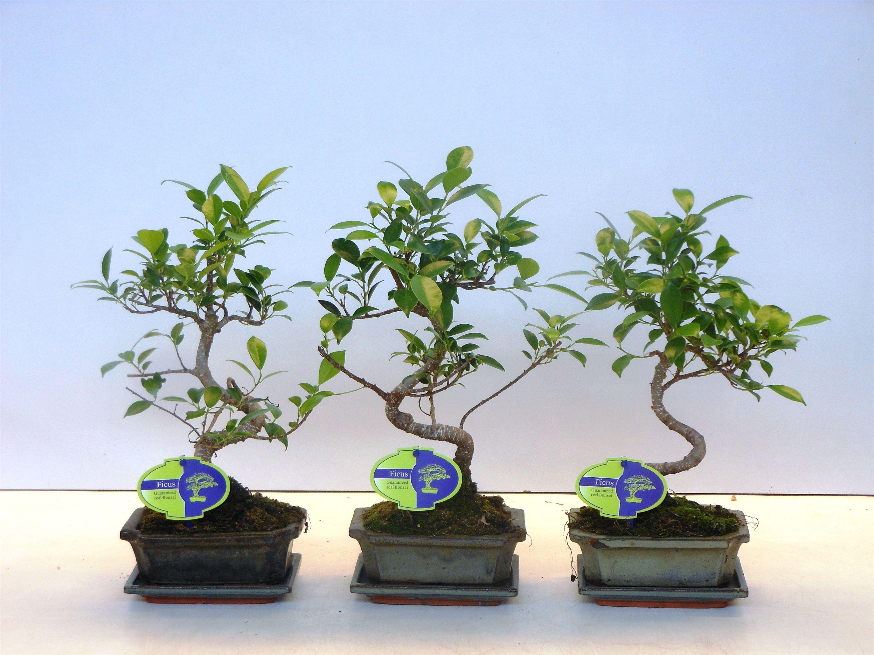 Горшечные цветы и растения оптом Bonsai Ficus Retusa  With Drip Tray от 10шт из Голландии с доставкой по России