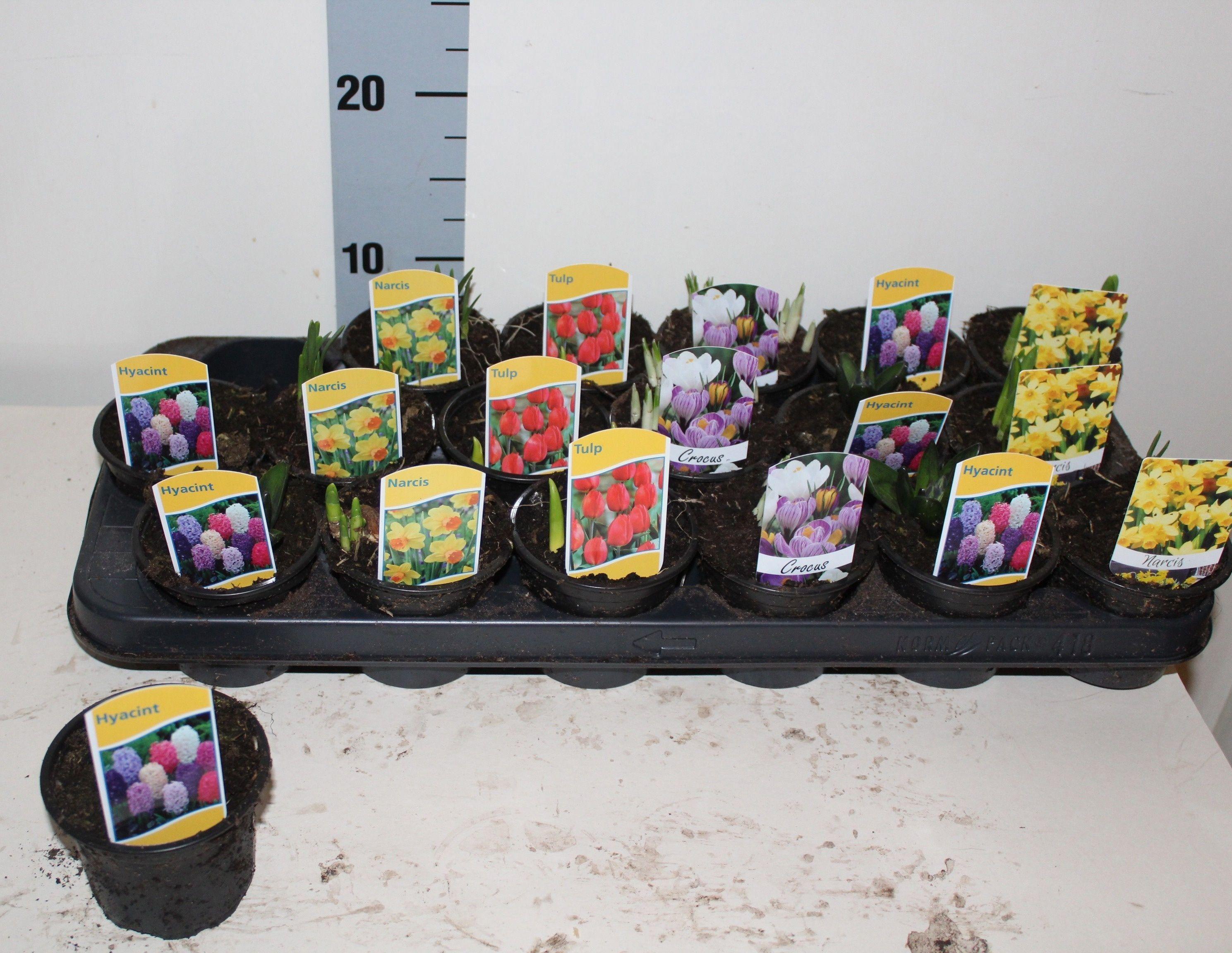 Горшечные цветы и растения оптом Bolbloemen Gem от 18шт (для телеги) из Голландии с доставкой по России Горшечные цветы и растения оптом Bolbloemen Gem от 18шт (для телеги) из Голландии с доставкой по России