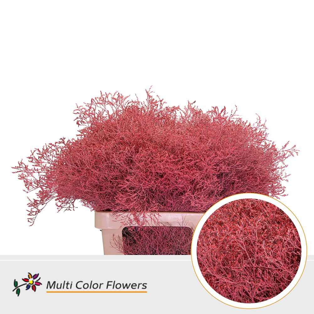 Срезанные цветы оптом Limonium paint coral от 25шт из Голландии с доставкой по России