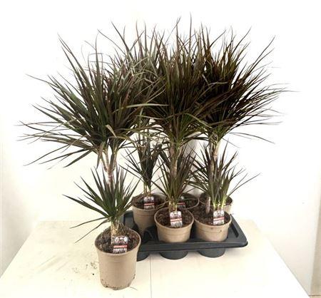 Горшечные цветы и растения оптом Dra Marg Magenta 30-10 Cm от 6шт из Голландии с доставкой по России