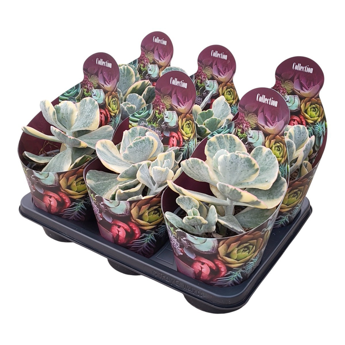 Горшечные цветы и растения оптом Cotyledon Orbiculata Undulatum Variegata Potcover от 6шт из Голландии с доставкой по России