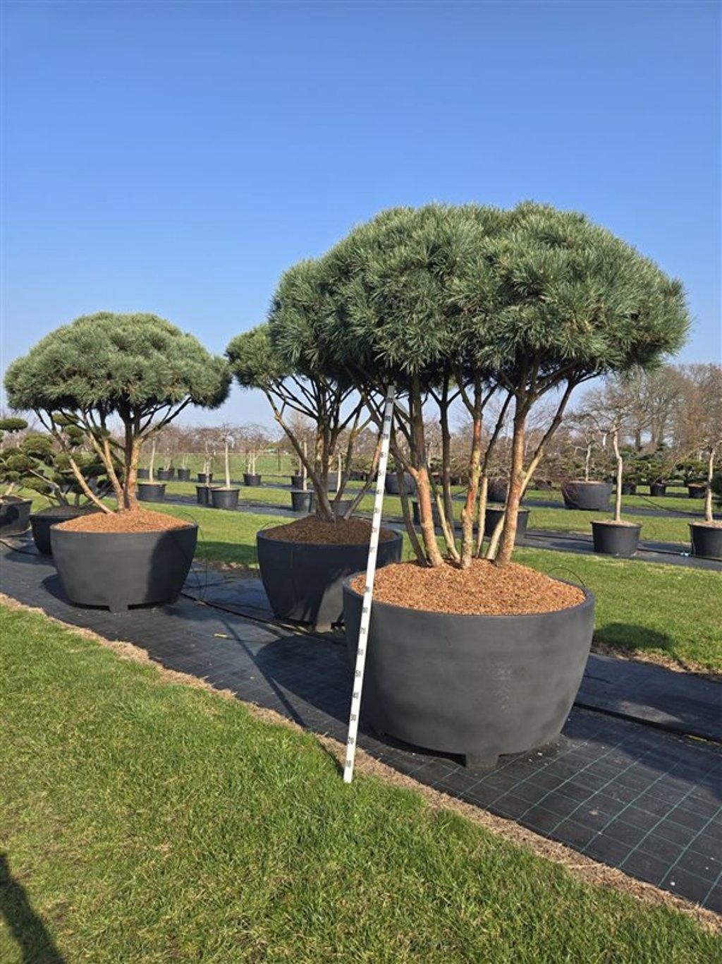 Горшечные цветы и растения оптом Pinus Sylvestris watereri от 1шт из Голландии с доставкой по России