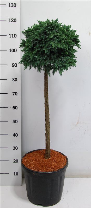 Горшечные цветы и растения оптом Juniperus Squa Blue Star On Stem от 1шт из Голландии с доставкой по России