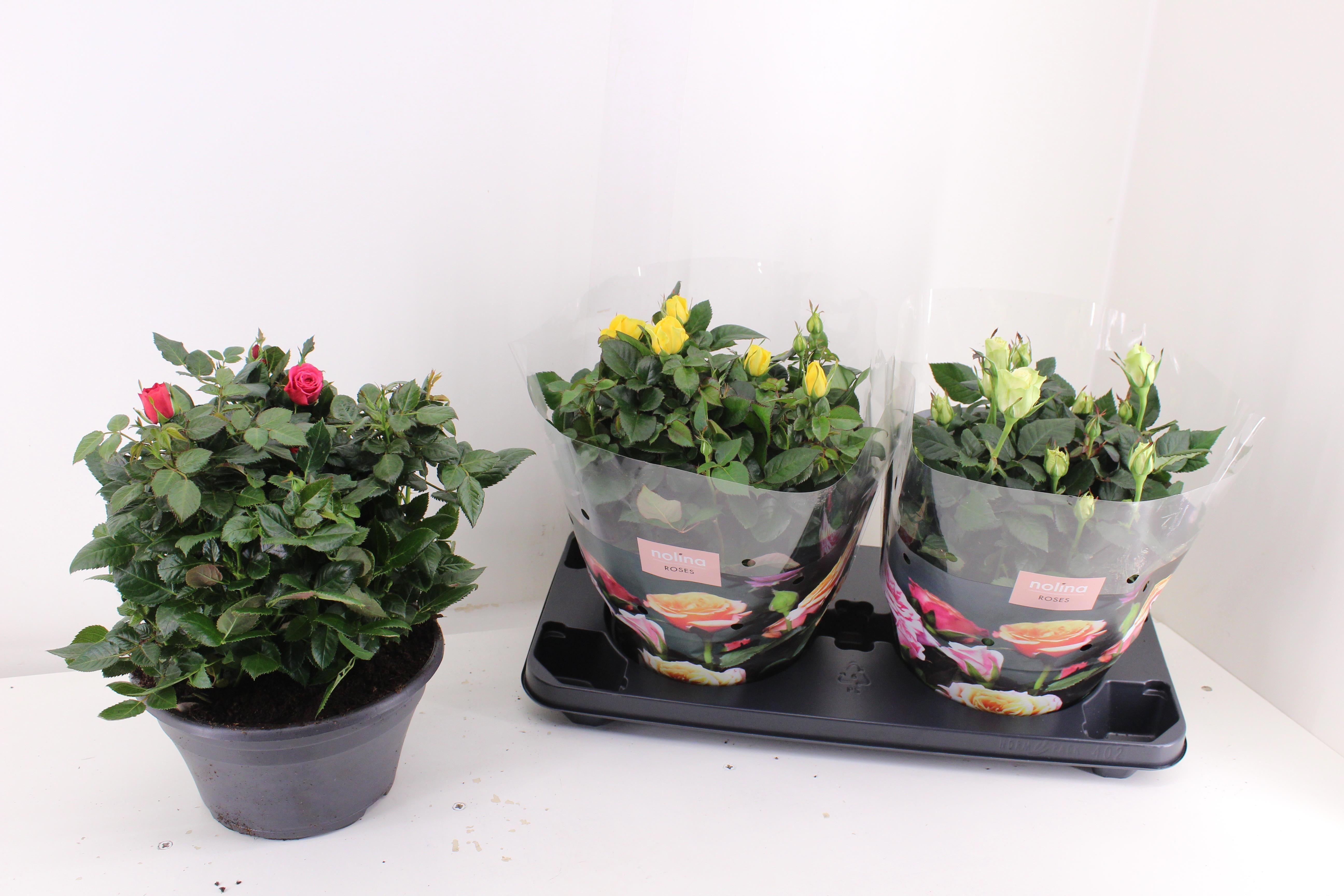 Горшечные цветы и растения оптом Ro Pathit Mixk от 2шт из Голландии с доставкой по России