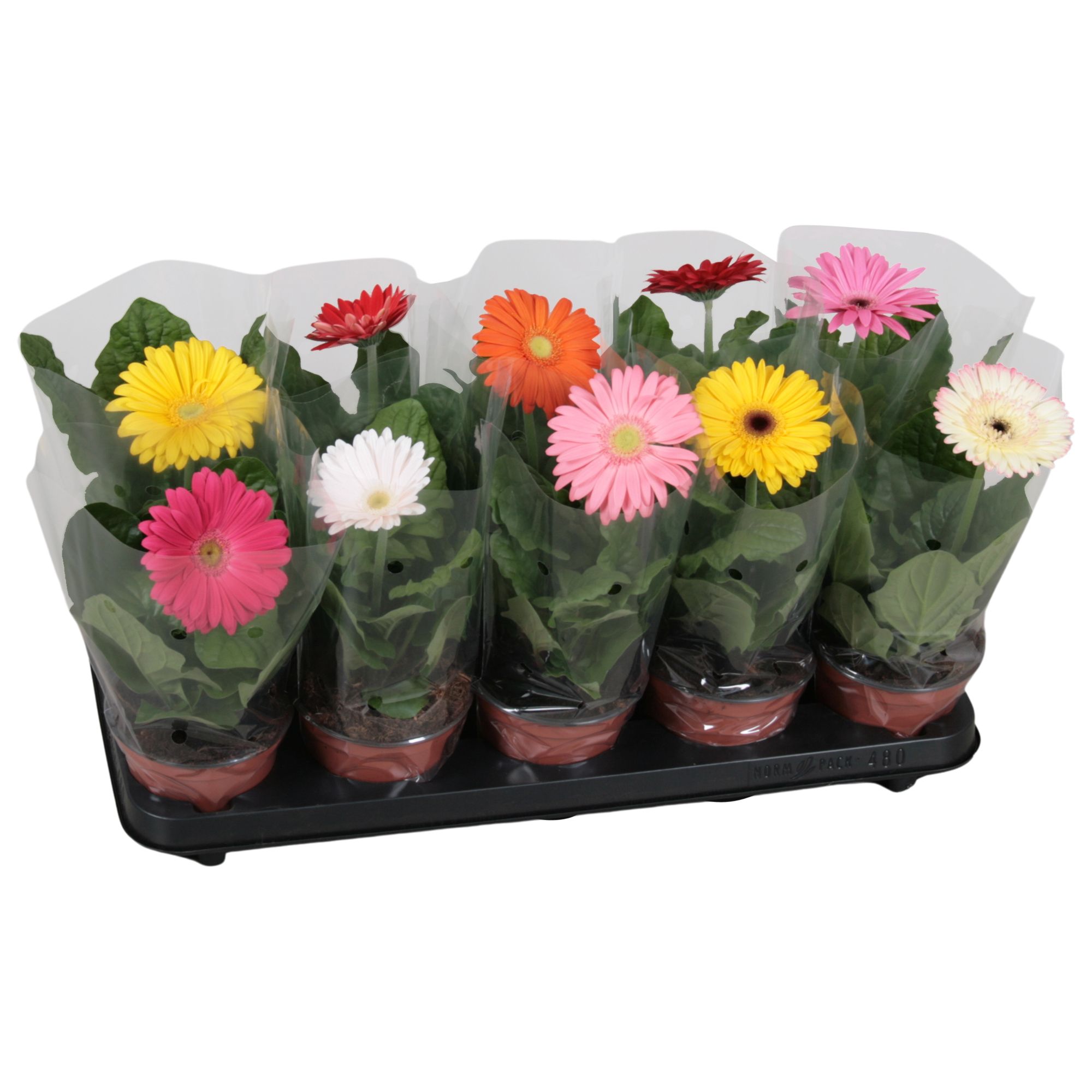 Горшечные цветы и растения оптом Gerbera Mix 1+ Blanco Sleeve от 10шт (для телеги) из Голландии с доставкой по России