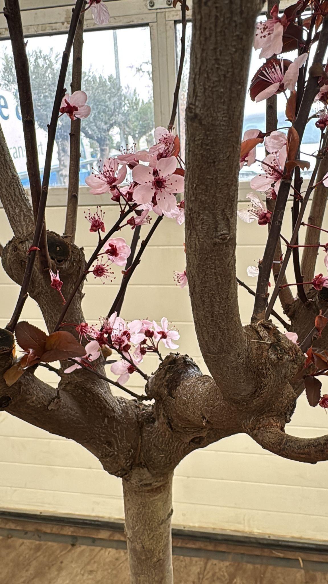 Горшечные цветы и растения оптом Prun Ce Pissardii от 1шт из Голландии с доставкой по России