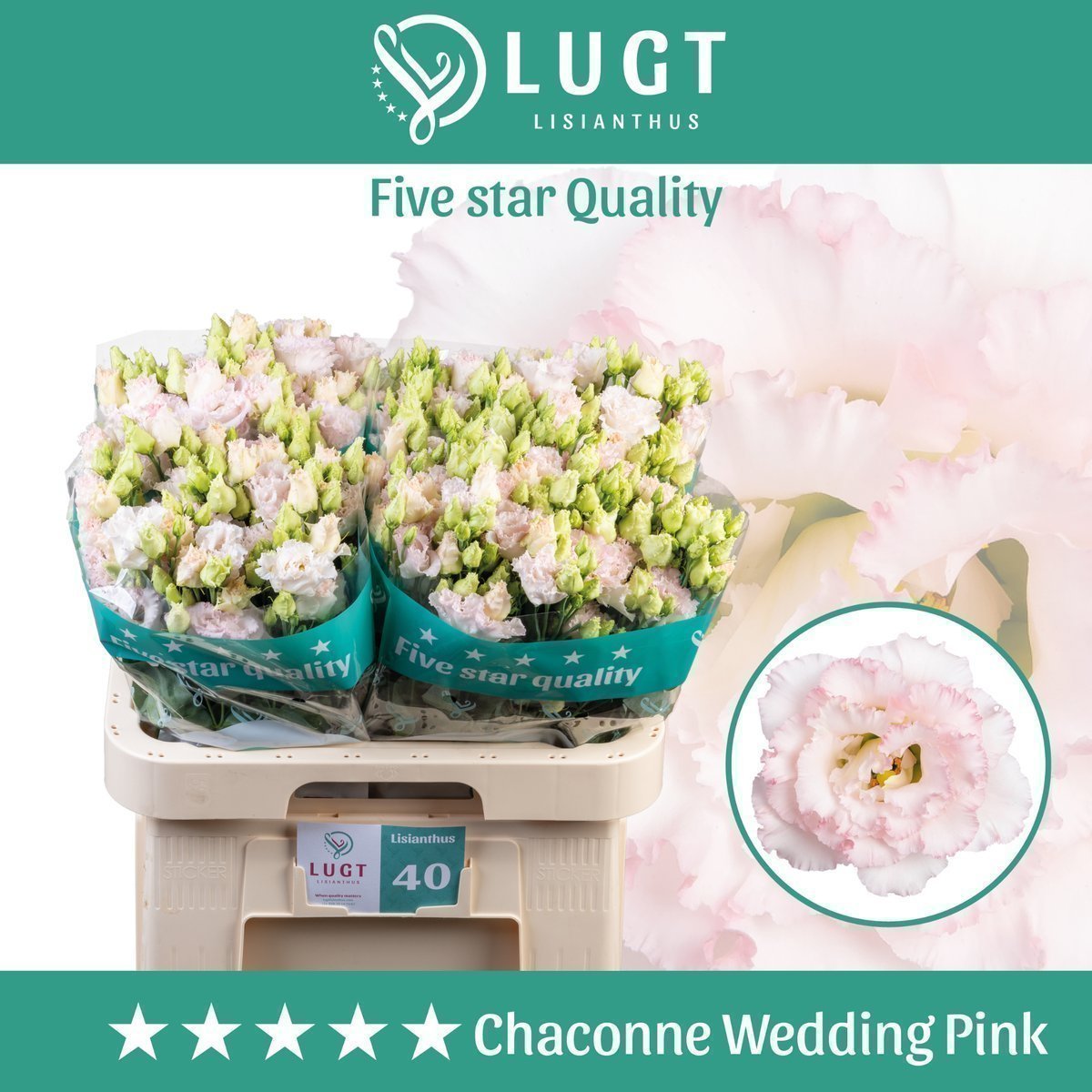 Срезанные цветы оптом Lisianthus do chaconne wedding pink от 40шт.. из Голландии с доставкой по России