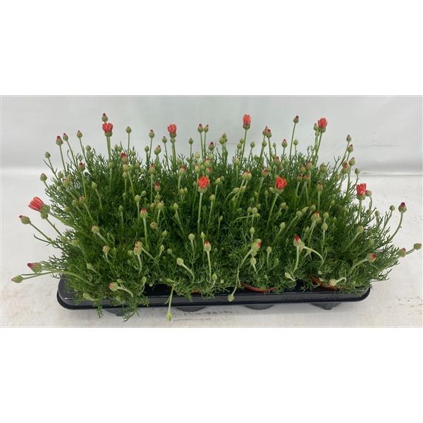 Горшечные цветы и растения оптом Rhodanthemum Zagora Orange от 8шт из Голландии с доставкой по России