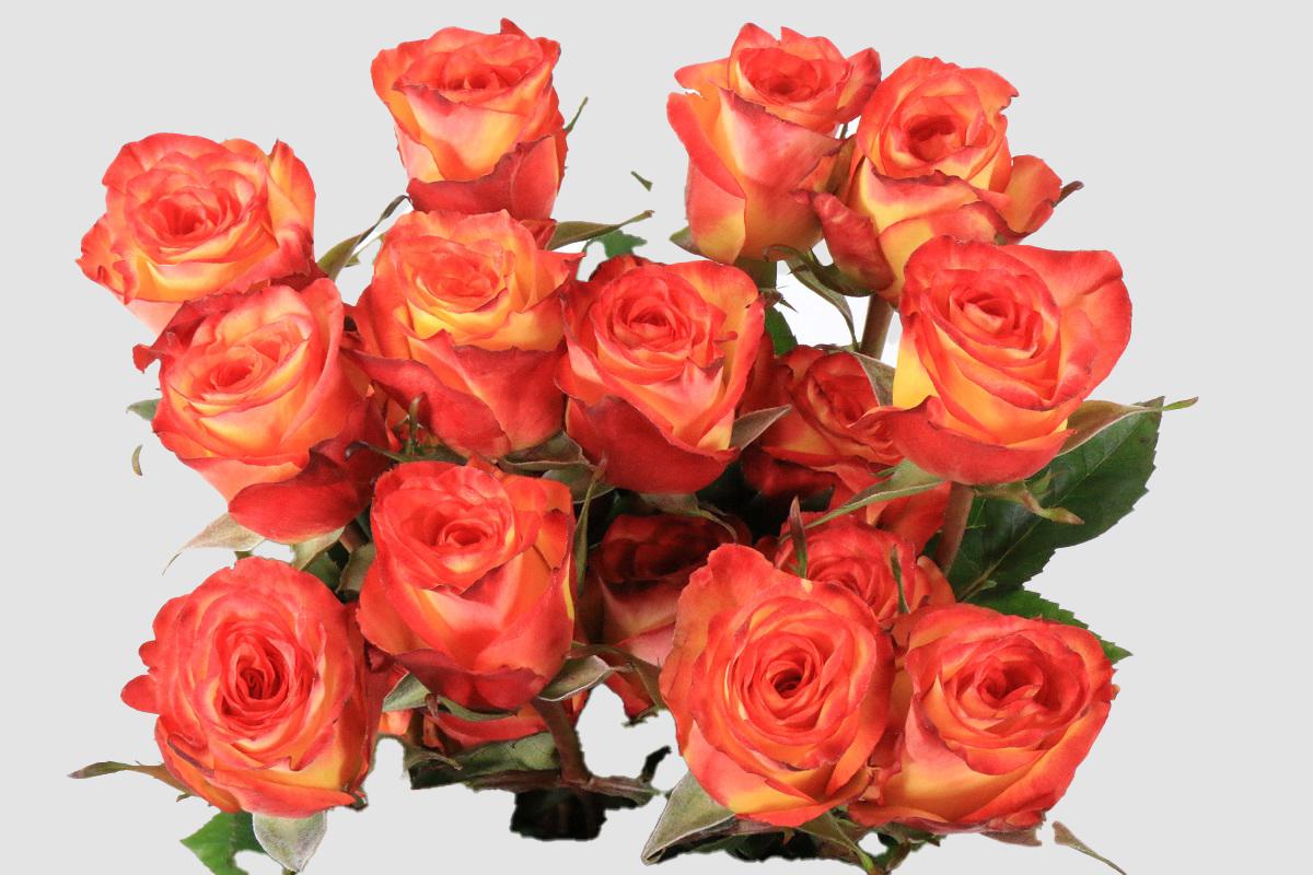 Срезанные цветы оптом Rosa ec high & magic от 125шт из Голландии с доставкой по России