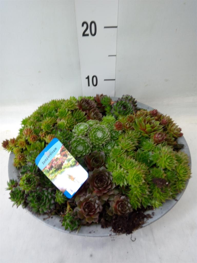 Горшечные цветы и растения оптом Sempervivum   ... от 1шт из Голландии с доставкой по России