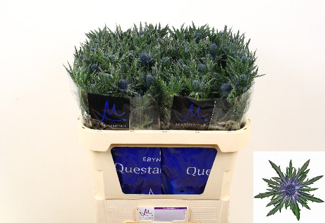 Срезанные цветы оптом Eryngium orion от 30шт. из Голландии с доставкой по России
