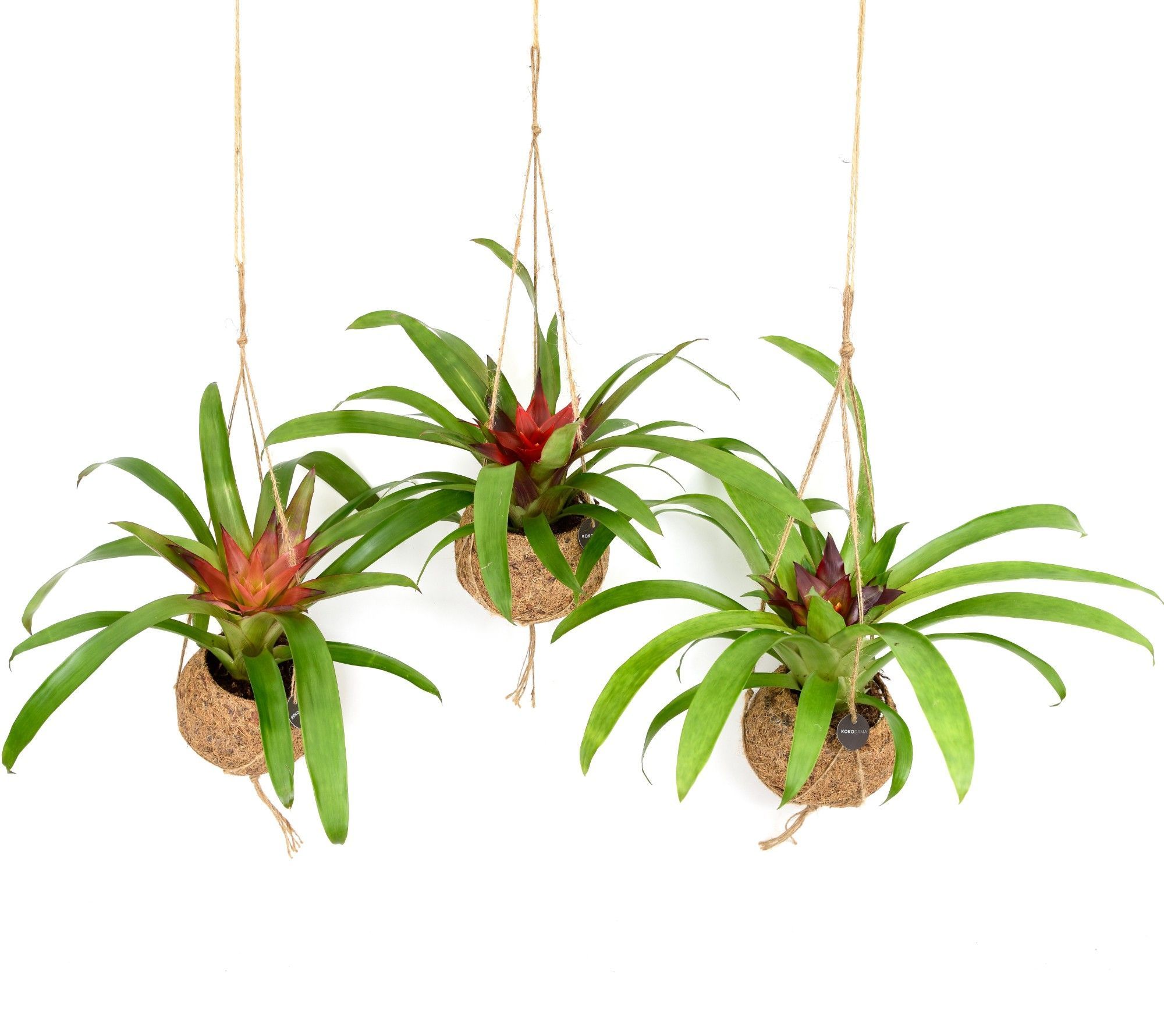 Горшечные цветы и растения оптом Bromelia Gem от 8шт из Голландии с доставкой по России