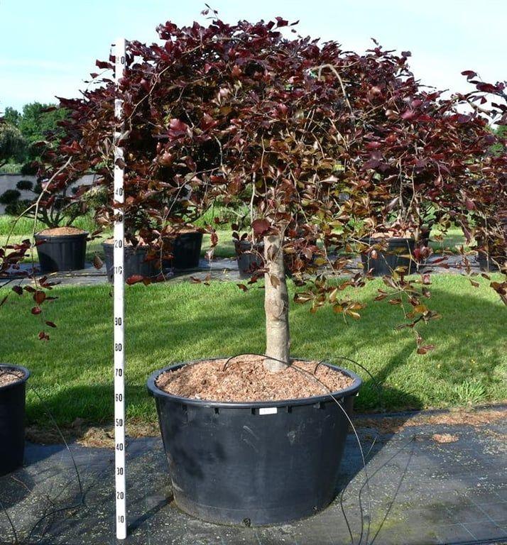 Горшечные цветы и растения оптом Fagus Sylv Purpurea Pendula On Stem от 1шт из Голландии с доставкой по России