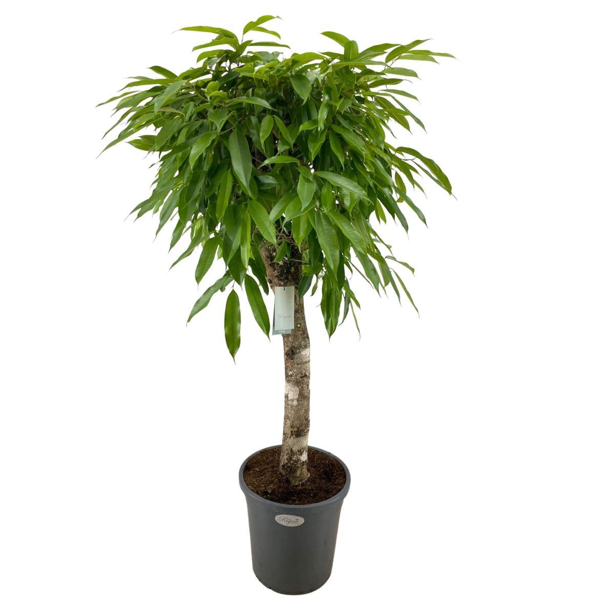 Горшечные цветы и растения оптом Ficus Bin Amstel King On Stem от 1шт из Голландии с доставкой по России