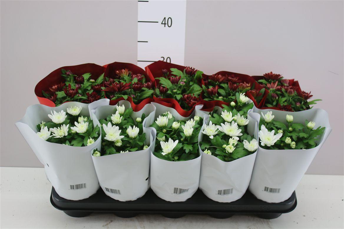 Горшечные цветы и растения оптом Chrysanth Gemengd 2 Kleuren от 10шт из Голландии с доставкой по России